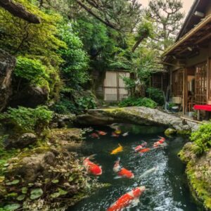 Thiết kế - Thi Công Bể Koi